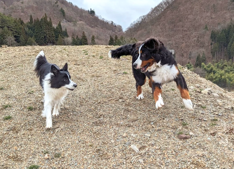 ドッグフリーキャンプ